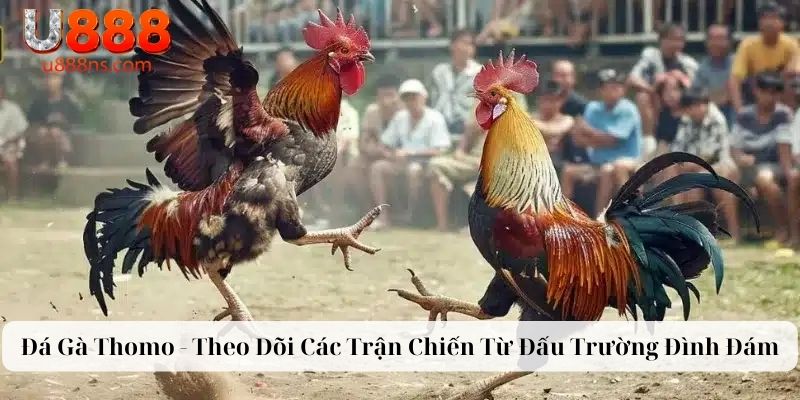 Đá Gà Thomo - Theo Dõi Các Trận Chiến Từ Đấu Trường Đình Đám