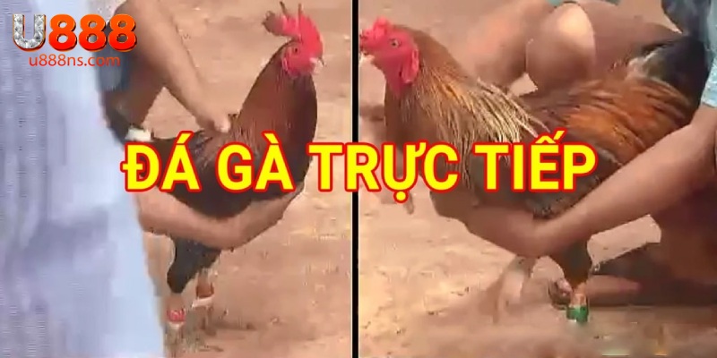 Màn hình trực tiếp rõ nét, không giật lag